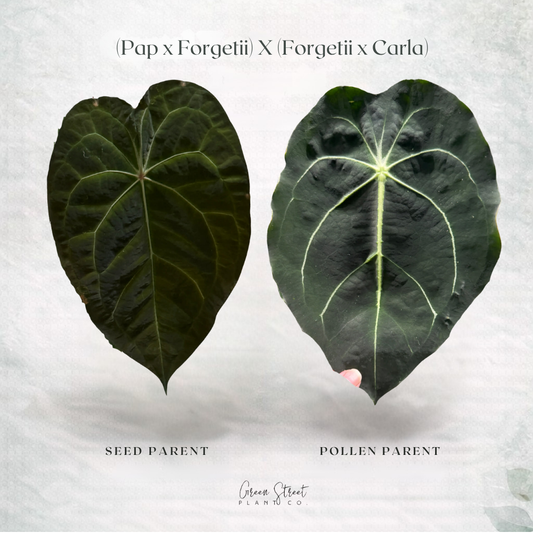 Anthurium (Pap x Forgetii) x (Forgetii x Carla) – Grower’s Choice