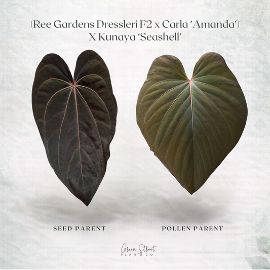 Anthurium (RG Dress F2 x Carla Amanda) x Kunaya ‘Seashell’ – Exact Plant