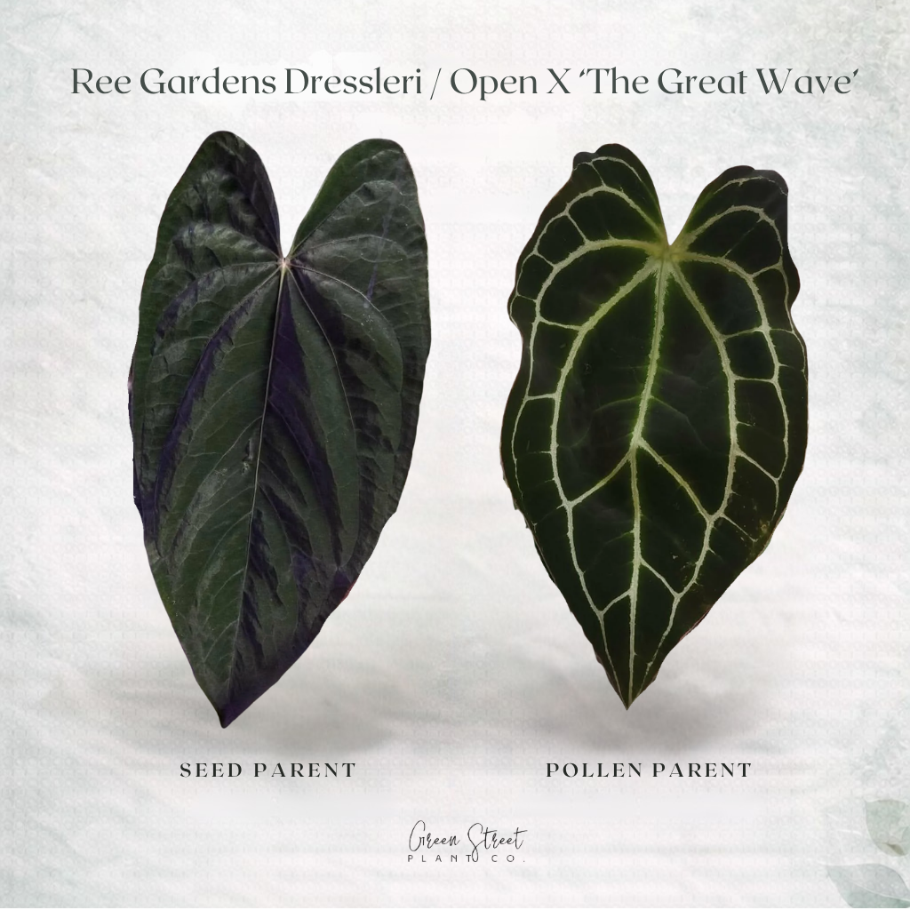 Anthurium Ree Gardens Dressleri Open x ‘The Great Wave’ – Exact Plant