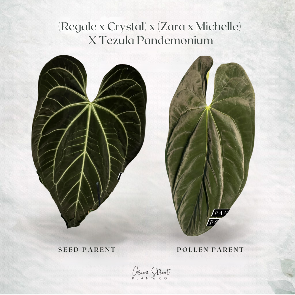 Anthurium [(Regale x Crystallinum) x (Zara x Michelle)] x Tezula’s Pandemonium – Grower’s Choice