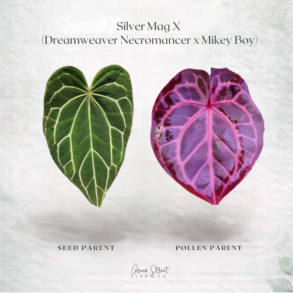 Anthurium Silver Mag X (Dreamweaver Necromancer x Mikey Boy) – Grower’s Choice