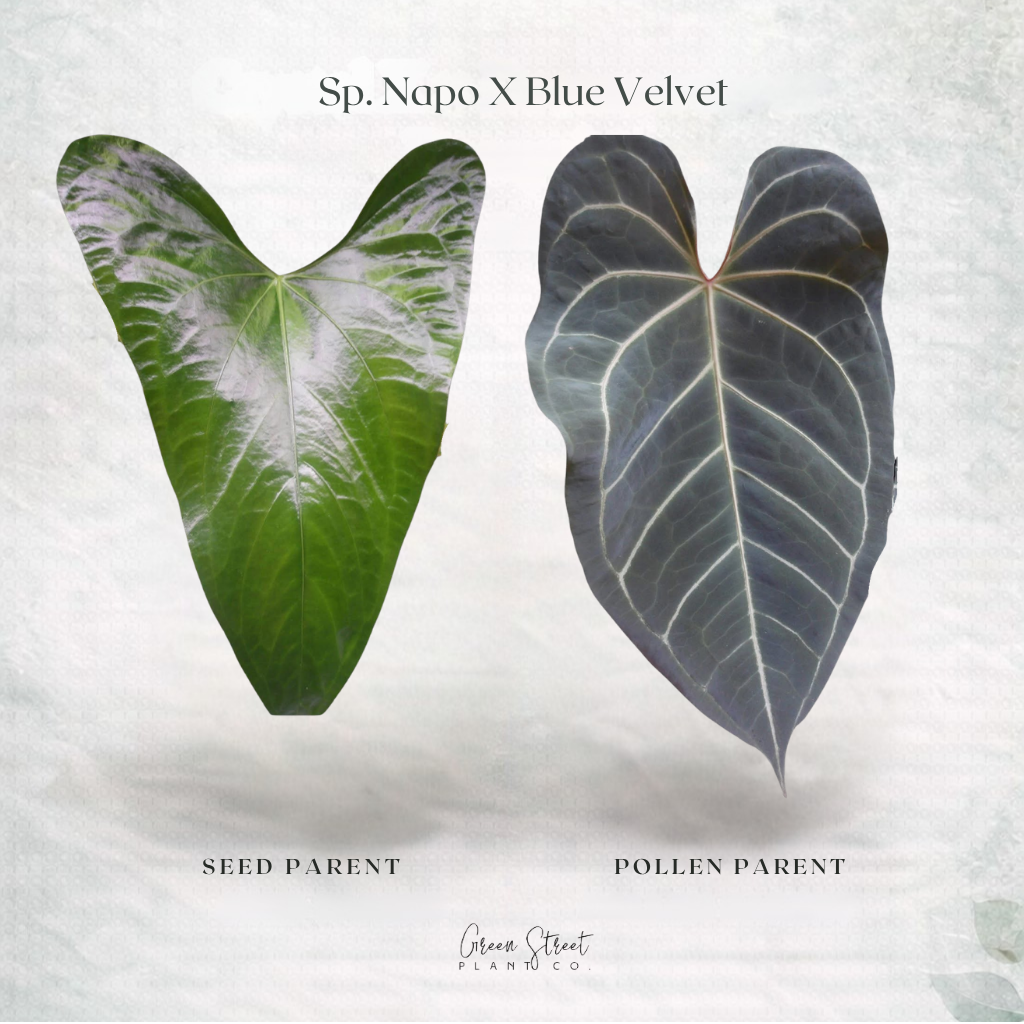 Anthurium Sp. Napo x Blue Velvet – Grower’s Choice